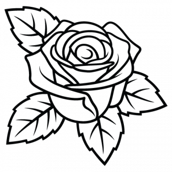 Rose-004